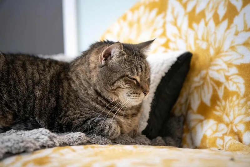 Penelope thumbnail 6