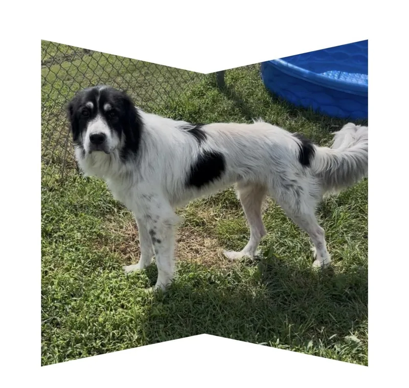 An adult large-sized male Black Great Pyrenees dog named Duke for adoption in Chillicothe, MO