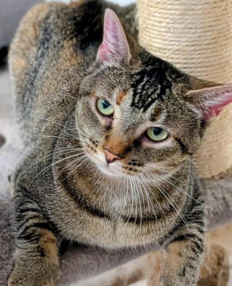 A young medium-sized female Abyssinian cat named RoseAngel for adoption in St. Augustine, FL