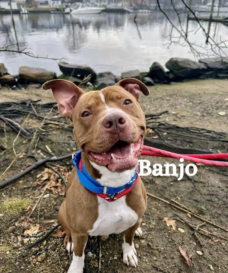 A young medium-sized male Brown / Chocolate Pit Bull Terrier dog named Banjo for adoption in Cranston, RI