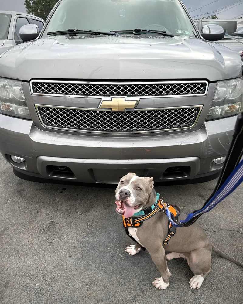 An adult medium-sized male Pit Bull Terrier dog named Lou for adoption in Youngstown, OH