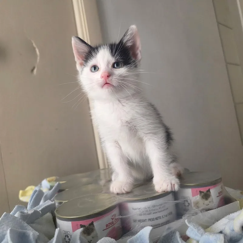 A baby small-sized female Black & White / Tuxedo Domestic Short Hair cat named Pip for adoption in Pardeeville, WI