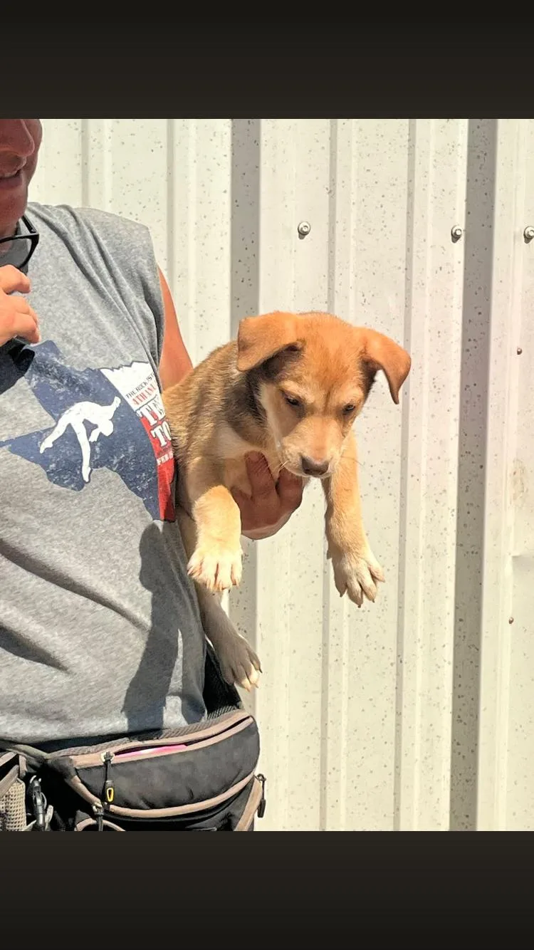 Simba