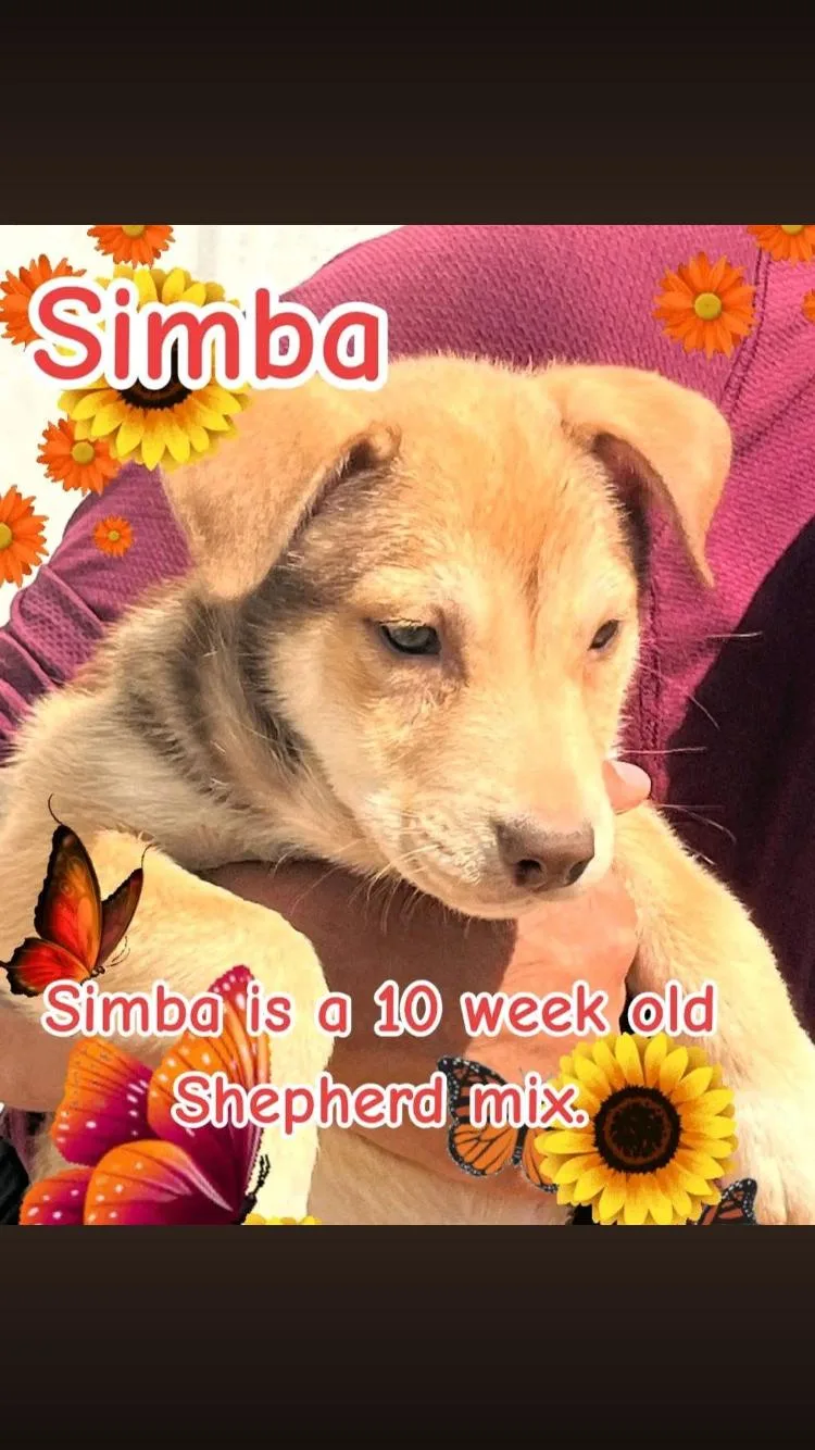 Simba thumbnail 2
