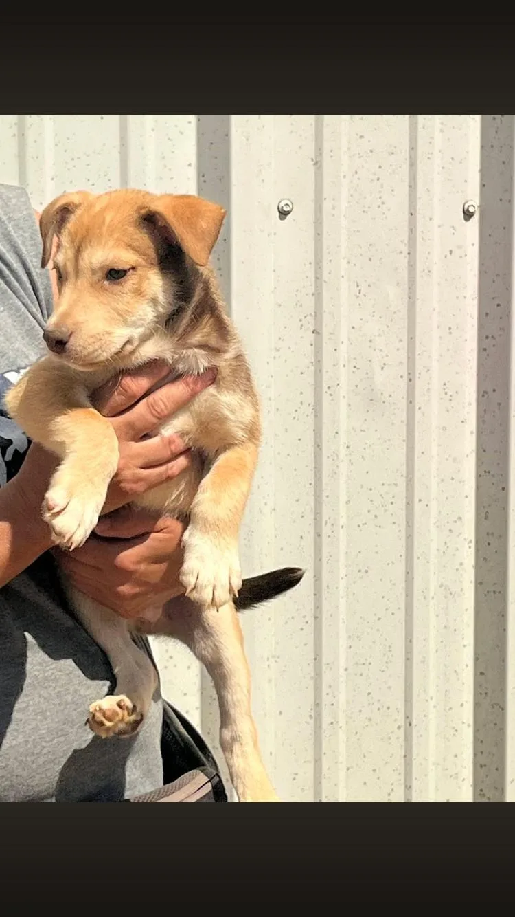 Simba thumbnail 3
