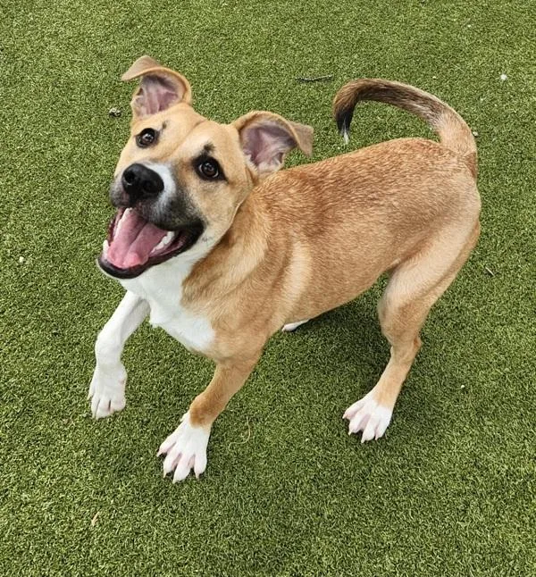 A young medium-sized female Labrador Retriever dog named Web for adoption in Austin, TX