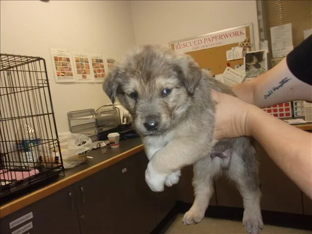 A baby small-sized male German Shepherd Dog dog named Calvin for adoption in Van Nuys, CA