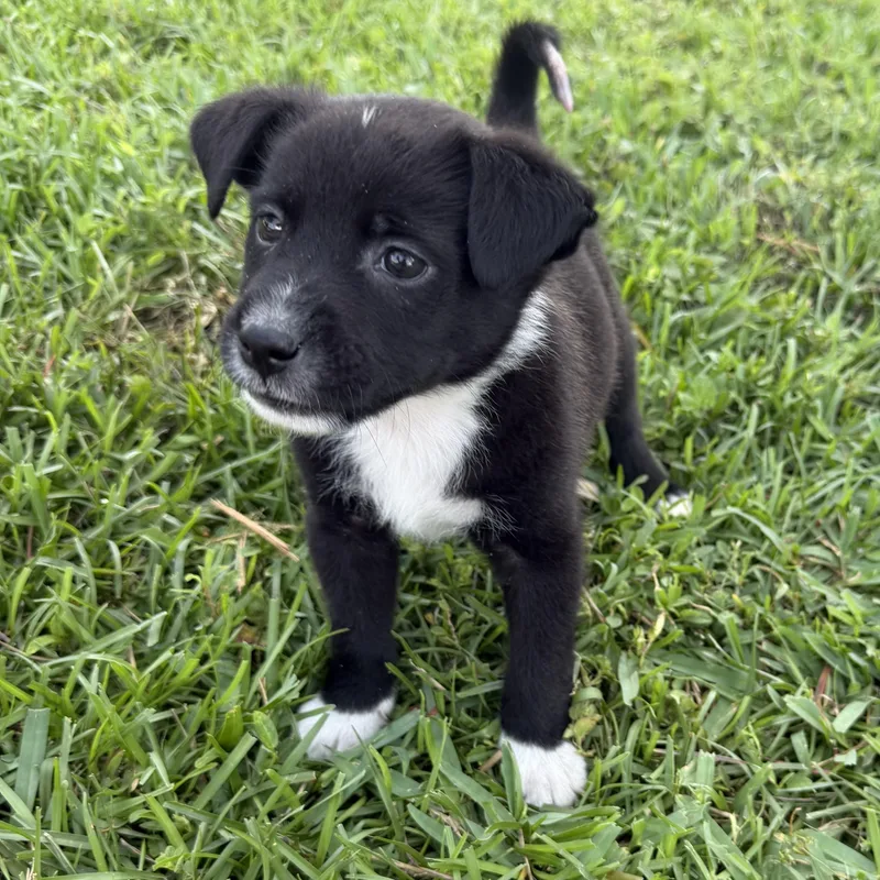 A baby medium-sized male Black Terrier dog named Mccreanor for adoption in Homestead, FL