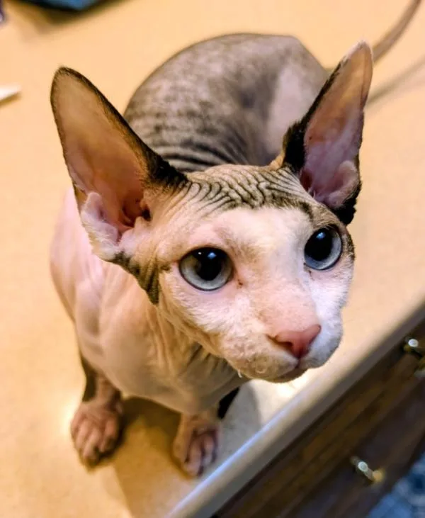 A young small-sized female Black & White / Tuxedo Sphynx / Hairless Cat cat named Pinky for adoption in Kenosha, WI