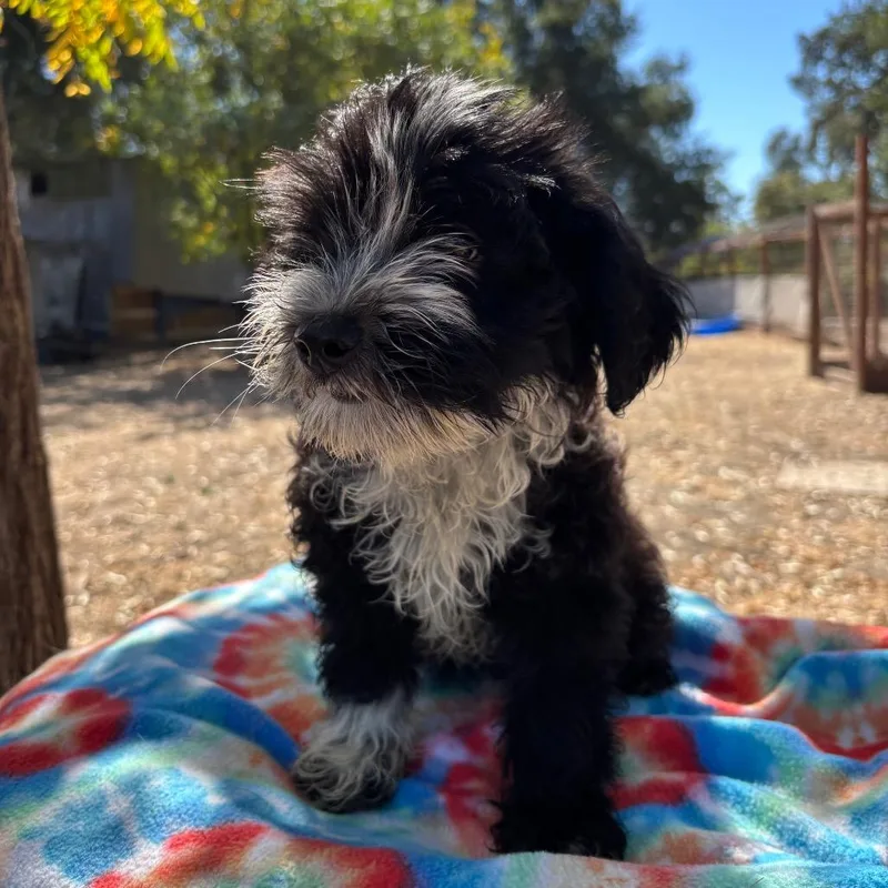 A baby small-sized male Poodle dog named Sully for adoption in Sonoma, CA
