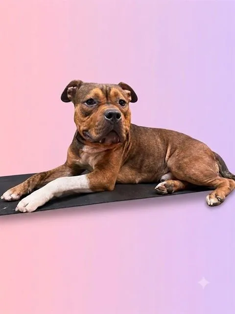 A young large-sized male Mixed Breed dog named Brindie for adoption in Jacksonville, FL