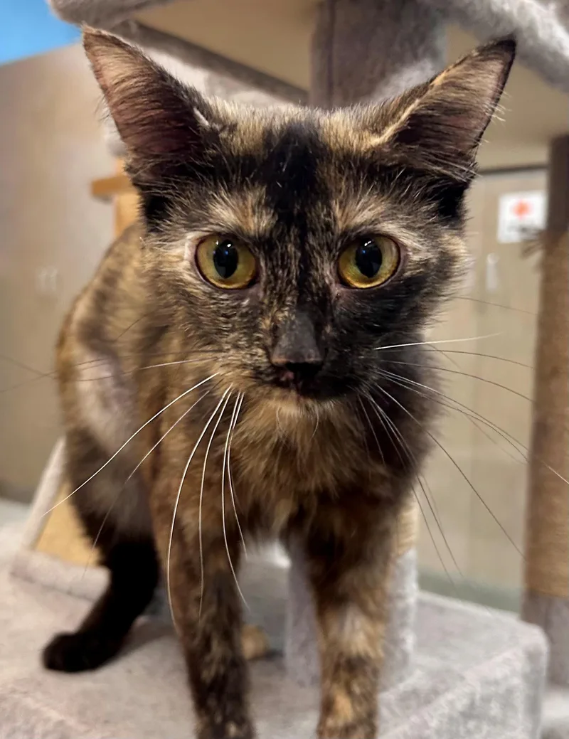 An adult medium-sized female Tortoiseshell cat named Patricia for adoption in Downers Grove, IL