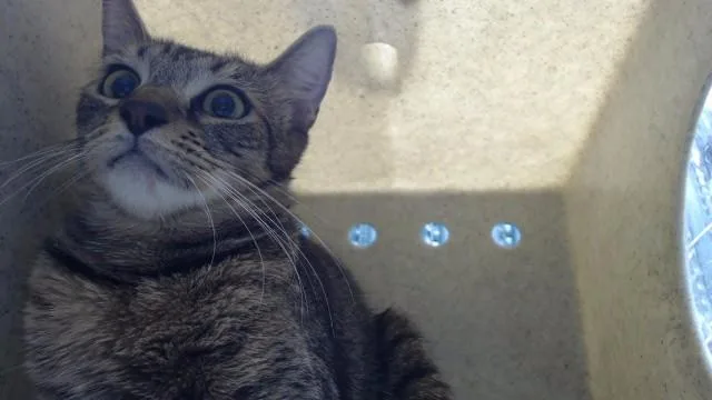 A young medium-sized female Domestic Short Hair cat named Estrella for adoption in Downey, CA