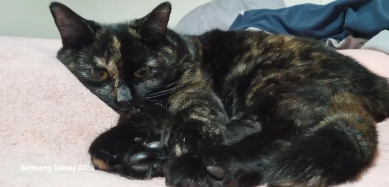 A young medium-sized female Tortoiseshell Domestic Short Hair cat named Chirp for adoption in Grifton, NC