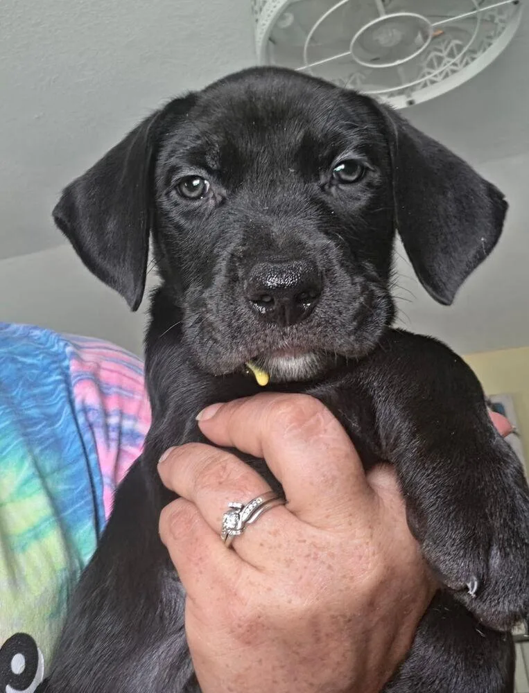 A baby small-sized male Black Terrier dog named Butters for adoption in Lakeland, FL