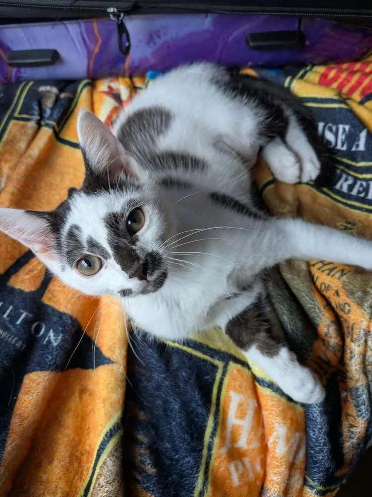 A baby small-sized female Black & White / Tuxedo Domestic Short Hair cat named Clarabelle for adoption in Mooresville, NC