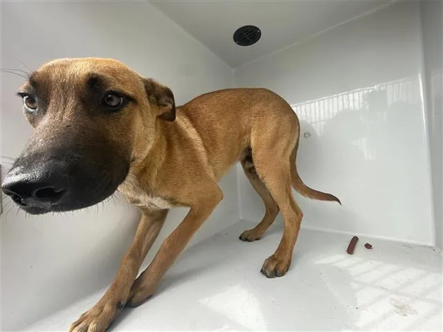 A young medium-sized male Black Mouth Cur dog named A for adoption in Houston, TX