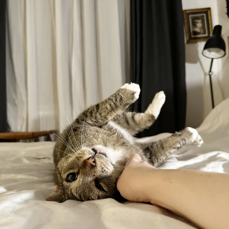 Papa Dew thumbnail 2