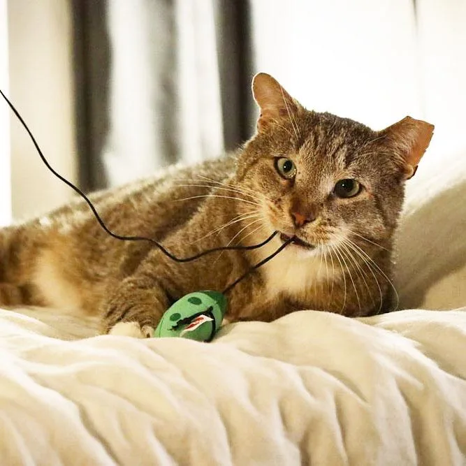 Papa Dew thumbnail 3