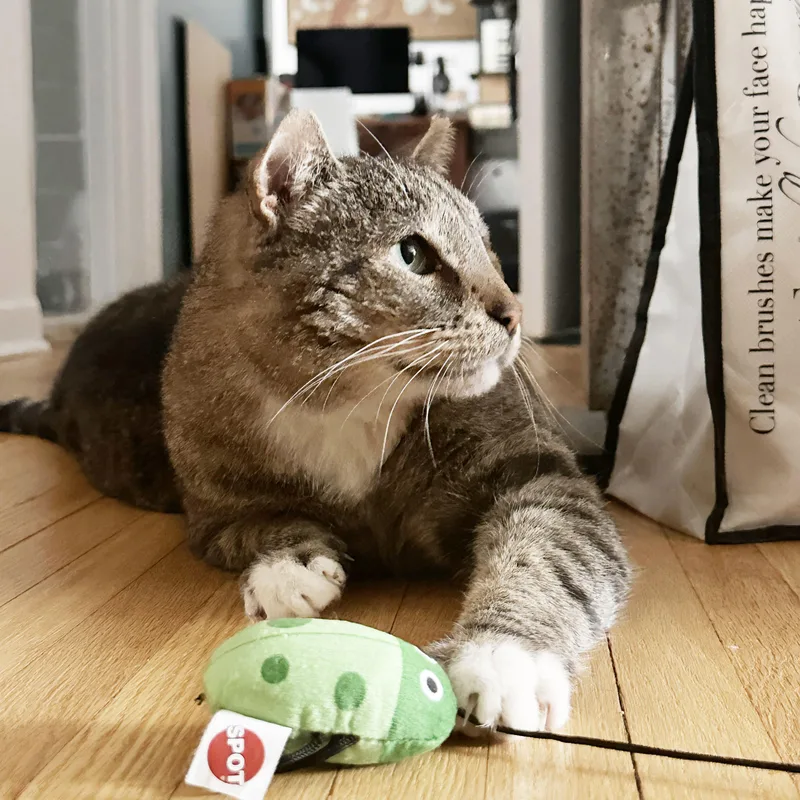 Papa Dew thumbnail 5