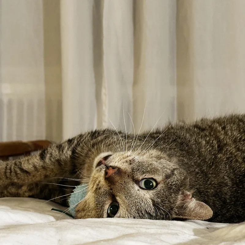 Papa Dew thumbnail 6