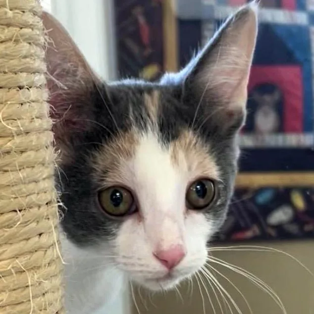 A baby medium-sized female Dilute Calico cat named Laverne for adoption in Maynardville, TN
