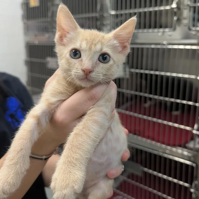 A baby small-sized male Orange / Red Domestic Short Hair cat named Moose for adoption in Ardmore, OK