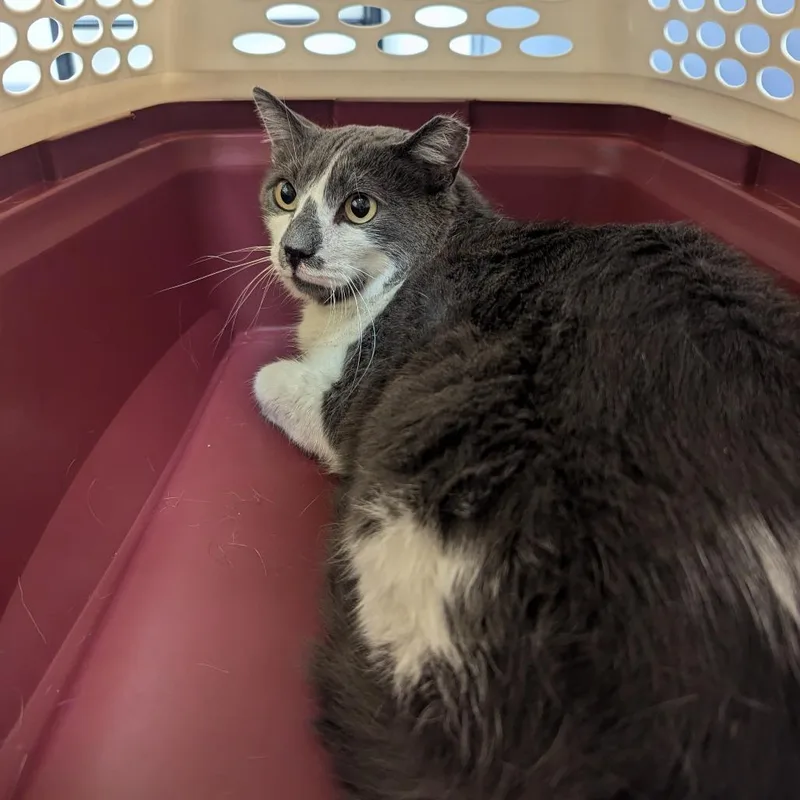 An adult medium-sized male Gray / Blue / Silver Domestic Short Hair cat named Papa for adoption in Charlottesville, VA