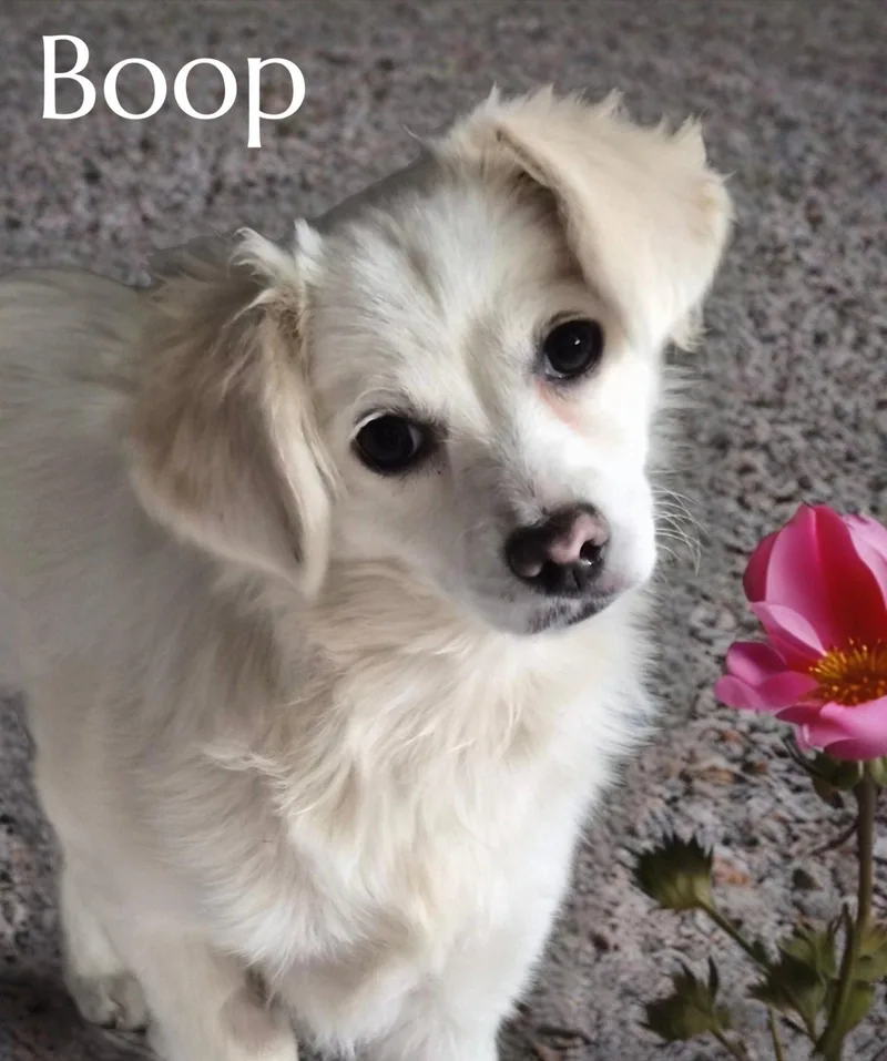 Boop thumbnail 2