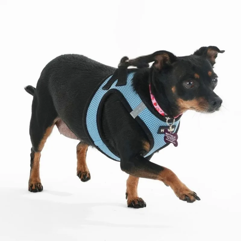 A senior small-sized female Black Chihuahua dog named Meredith Brooks for adoption in San Francisco, CA