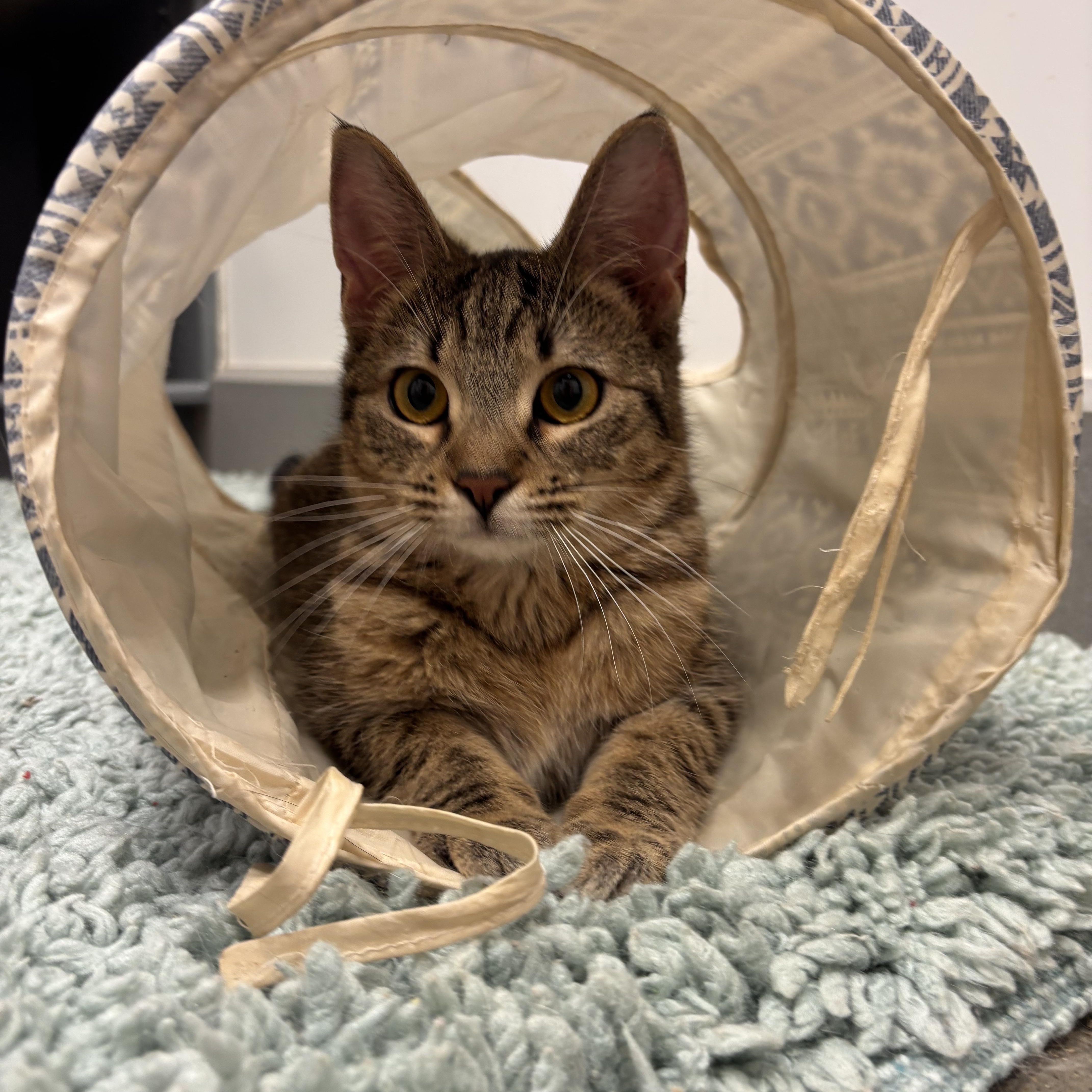 A baby medium-sized female Domestic Short Hair cat named Dreamie for adoption in Woodlawn, TN