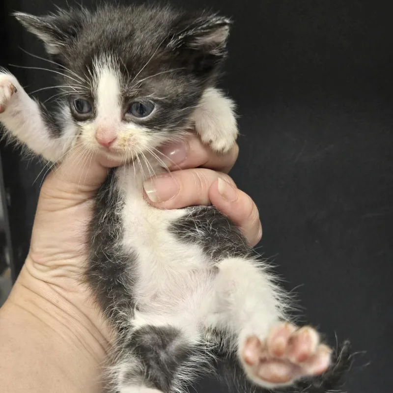 A baby small-sized female Black Domestic Short Hair cat named Meowcaroni for adoption in Morganton, NC