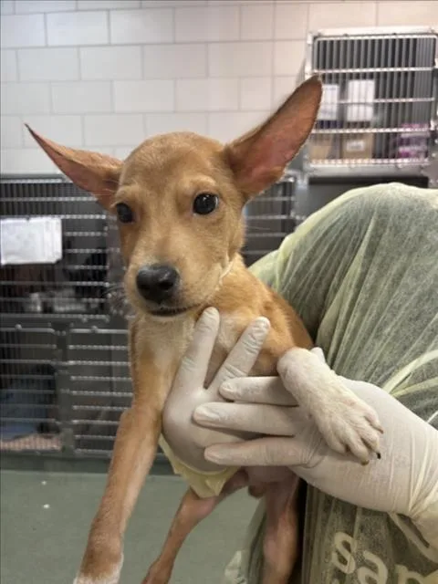 A baby small-sized male Mixed Breed dog named Despy for adoption in Santa Fe, NM