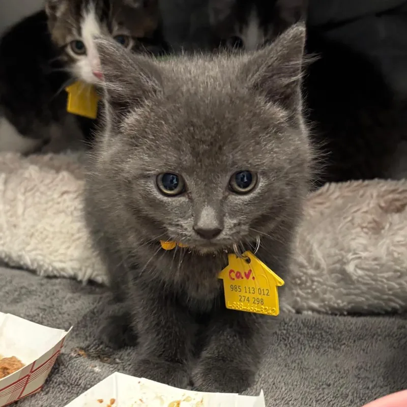 A baby small-sized female Gray / Blue / Silver Domestic Short Hair cat named Cavatappi for adoption in Springfield, MA