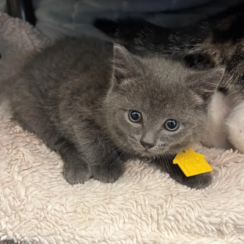 Cavatappi thumbnail 2