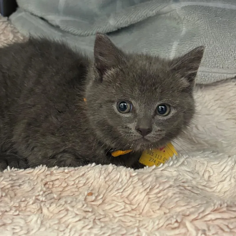 Cavatappi thumbnail 3