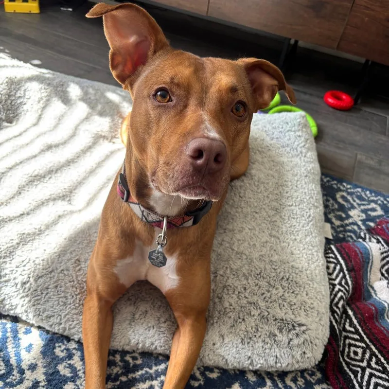 Peanut Butter thumbnail 2