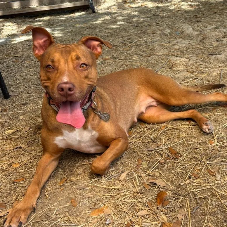 Peanut Butter thumbnail 3