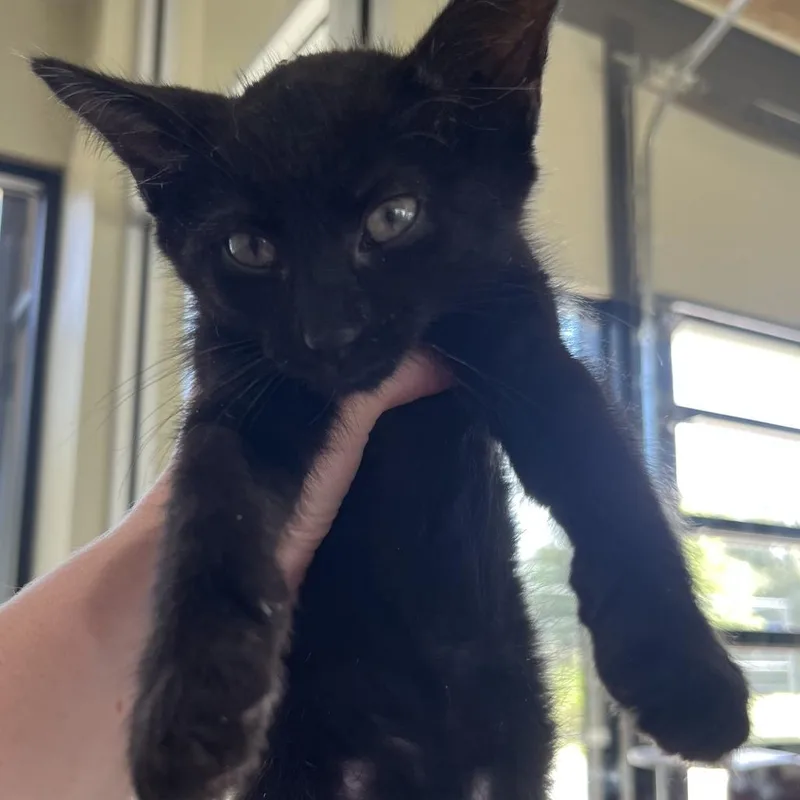 A baby small-sized male Black Domestic Short Hair cat named Buster for adoption in Leander, TX