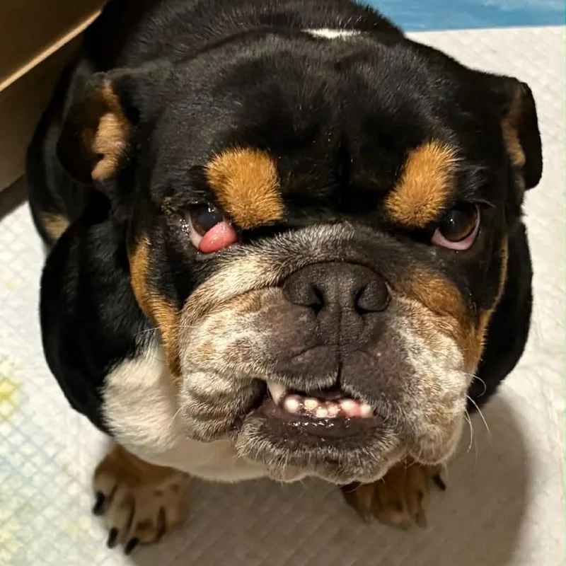 An adult small-sized female Black English Bulldog dog named Trudy for adoption in Sonoma, CA