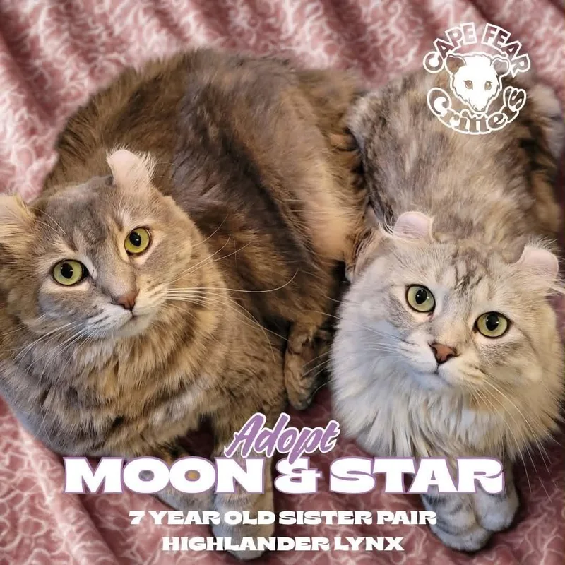 An adult medium-sized female Blue Cream Highland Fold cat named Moon & Star for adoption in Wilmington, NC