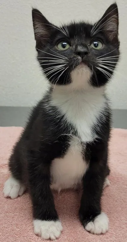 A baby small-sized male Domestic Short Hair cat named Eddy for adoption in Eugene, OR