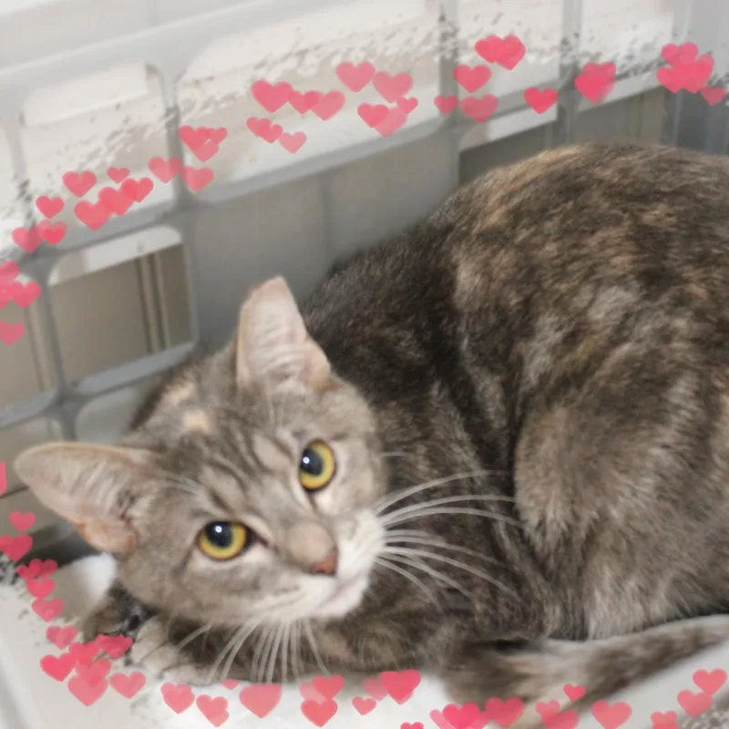 A young medium-sized female Dilute Tortoiseshell cat named Audrey for adoption in Amelia, OH