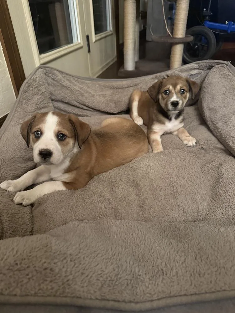 A baby medium-sized male Border Collie dog named Oak for adoption in Warr Acres, OK