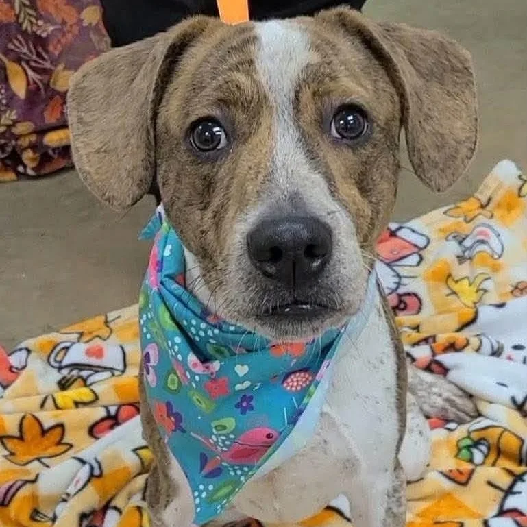 A baby medium-sized male Catahoula Leopard Dog dog named Ashton for adoption in Williston, VT