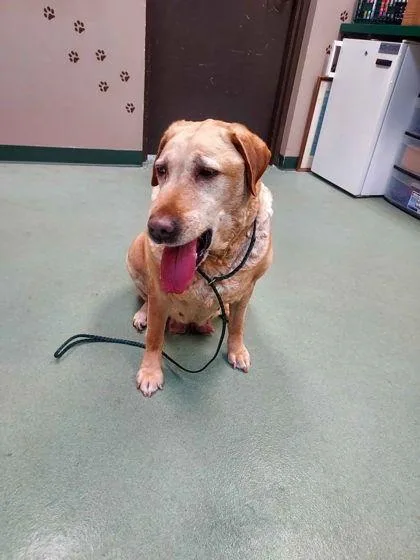 A senior large-sized female Golden Retriever dog named Chessie for adoption in Williamsport, PA
