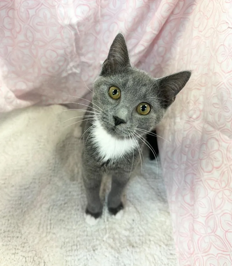 A baby small-sized male Gray / Blue / Silver Domestic Short Hair cat named Pop socket for adoption in Winnsboro, SC