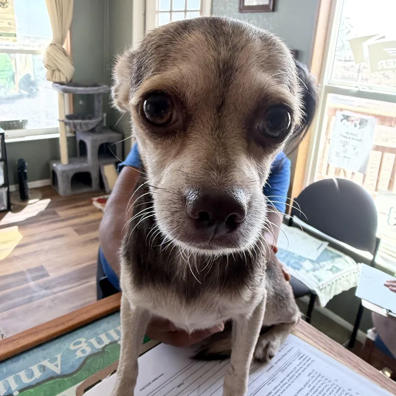A young small-sized male Tricolor (Brown, Black, & White) Chihuahua dog named Snickers for adoption in Deming, NM