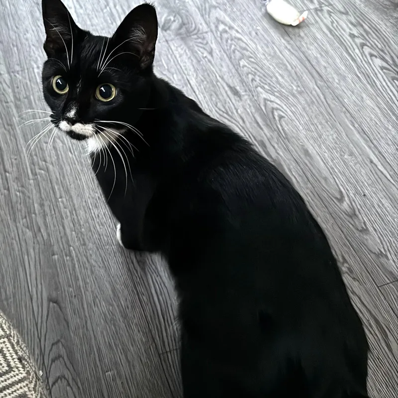 Dollface thumbnail 2