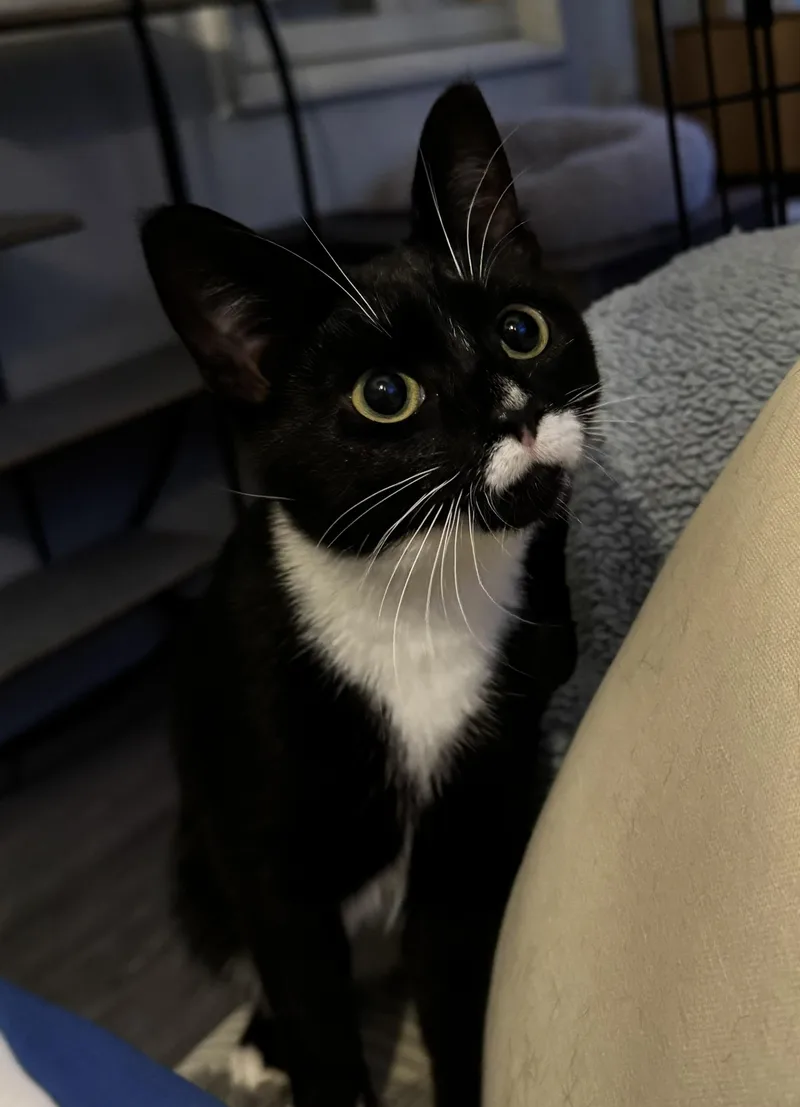 A young medium-sized female Black & White / Tuxedo Domestic Short Hair cat named Dollface for adoption in West Orange, NJ